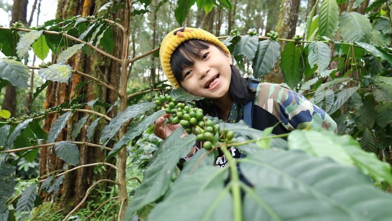 Ola Mengunjungi Kebun Kopi Megamendung